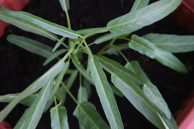 Kang kong plant on East facing patio.