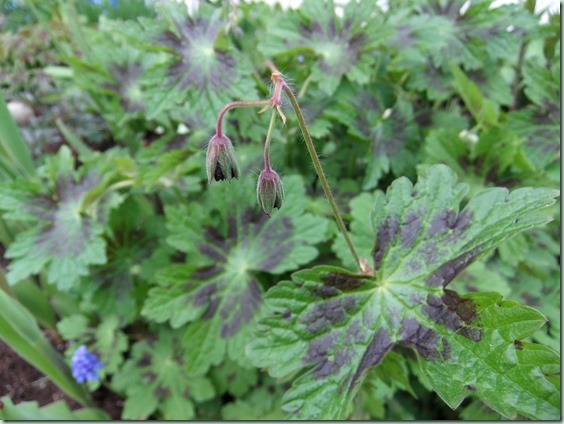 Geranium phaeum 'Samobor'