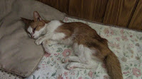 http://www.heholdsmyrighthand.com/2015/06/good-bye-dear-aggie-cat.html