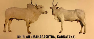  దేశియ గోమాత జాతులు - Holy Indian Cows