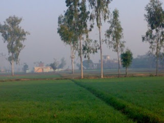 Wheat Fields of Jalkheri Village