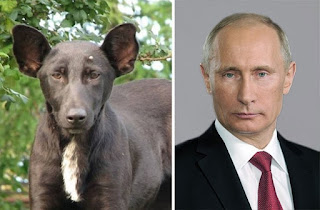 Perro que se parece a Putin