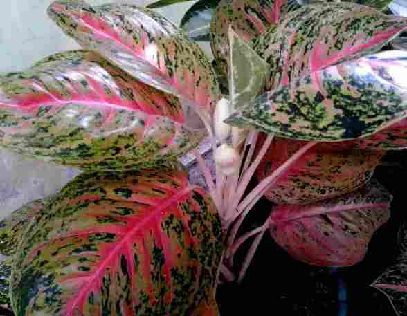  Aglaonema 