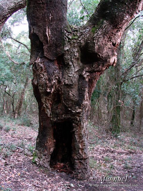 Canuto del Risco Blanco