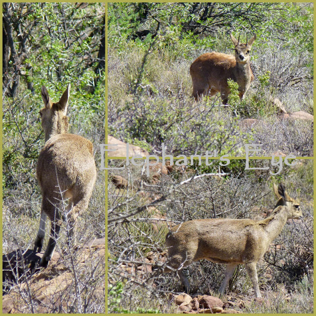 Klipspringer (rock jumper) Bottom left you see her standing on tiptoe