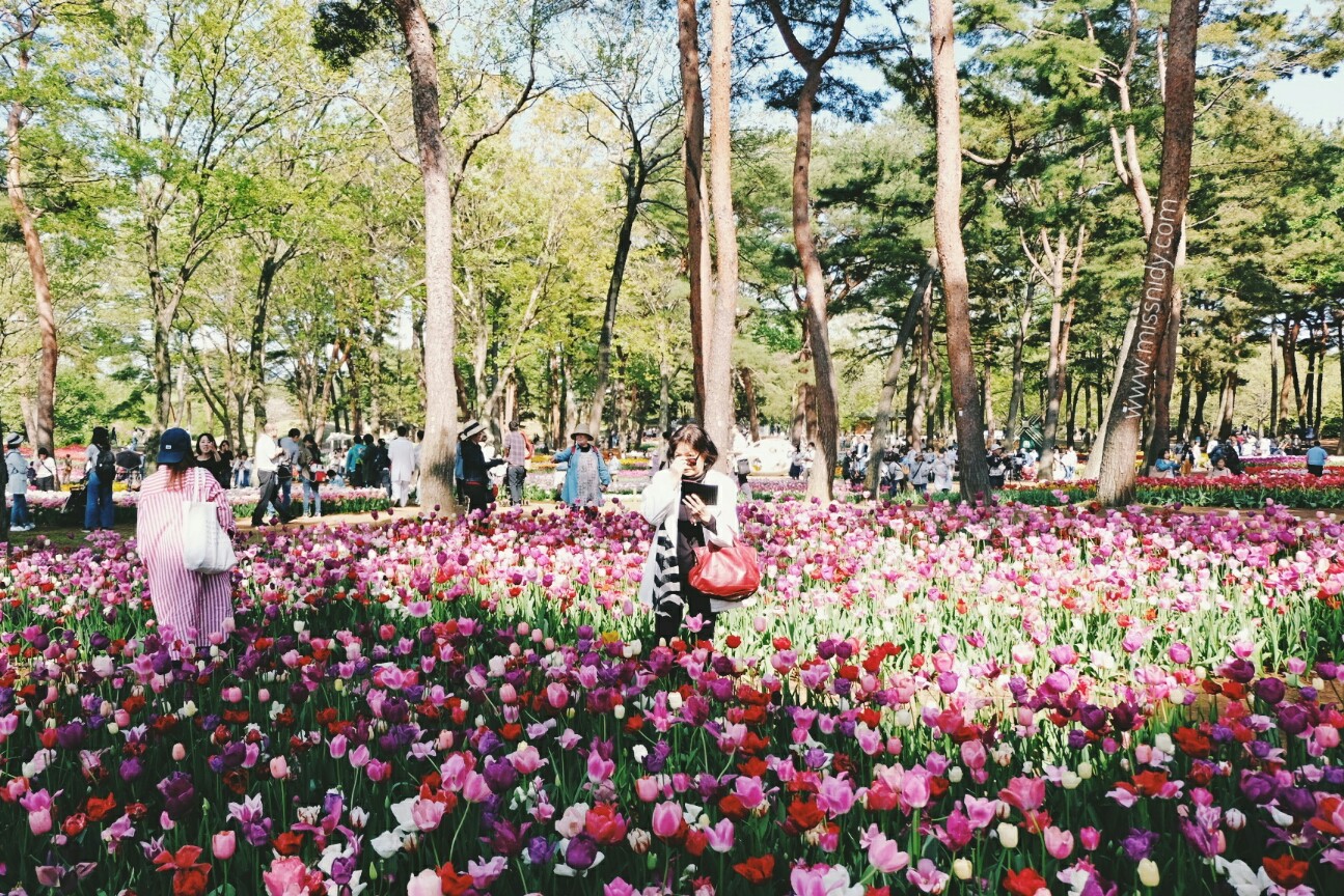 pengalaman ke hitachi seaside park jepang