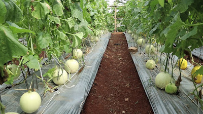 Ramuan Ampuh Mempercepat Masa Buah