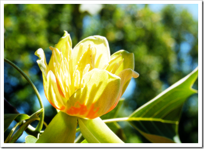 tulipifera