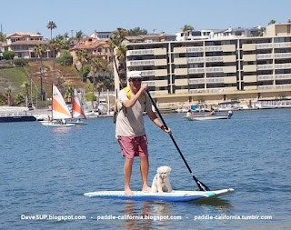 Stand Up Paddle Boarding Dog - Dave Dog SUP