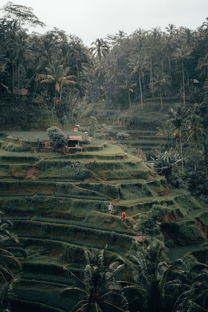 Tegalalang Rice Terraces