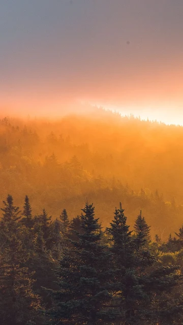 Sunset, Forest, Fog, Trees, Clouds