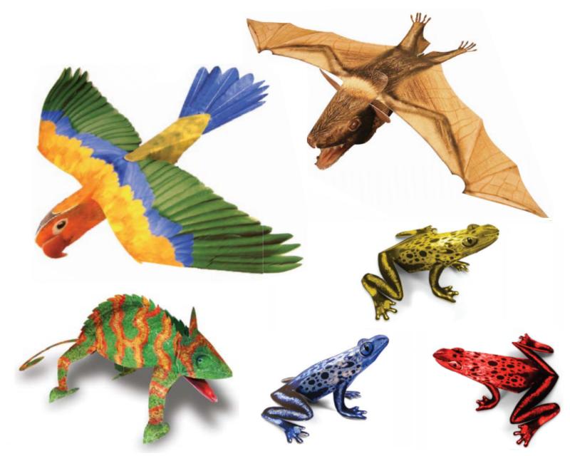 animals in rainforest. These free paper model animals