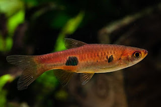 Clown Rasbora