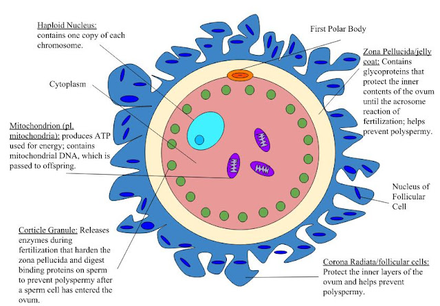 Human ovum