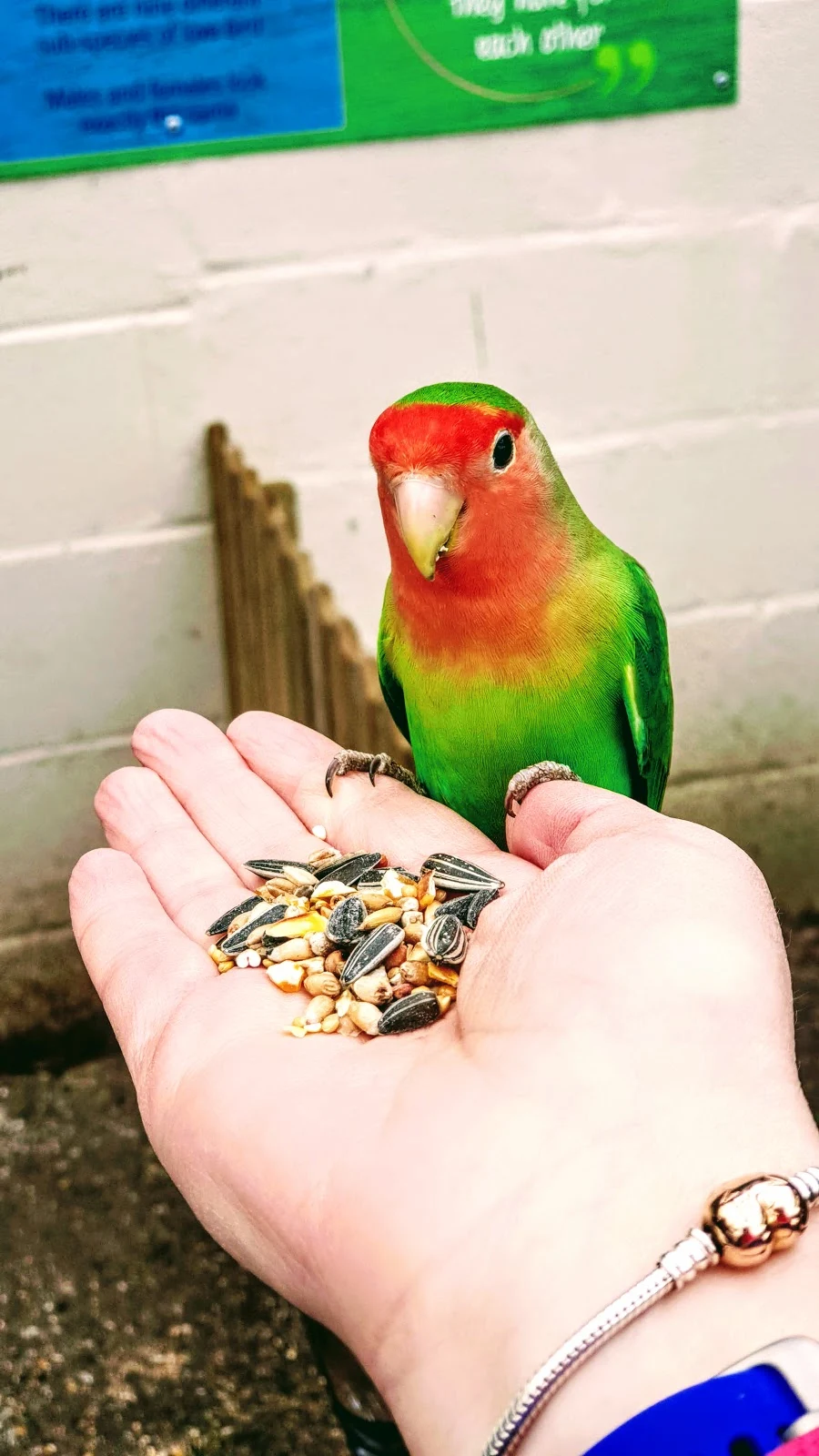 Lovebird At White Post Farm