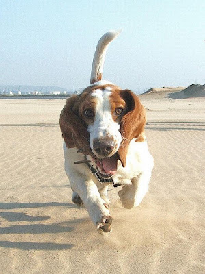 Running Basset Hounds Seen On www.coolpicturegallery.us