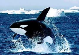 Orca Orcinus orca