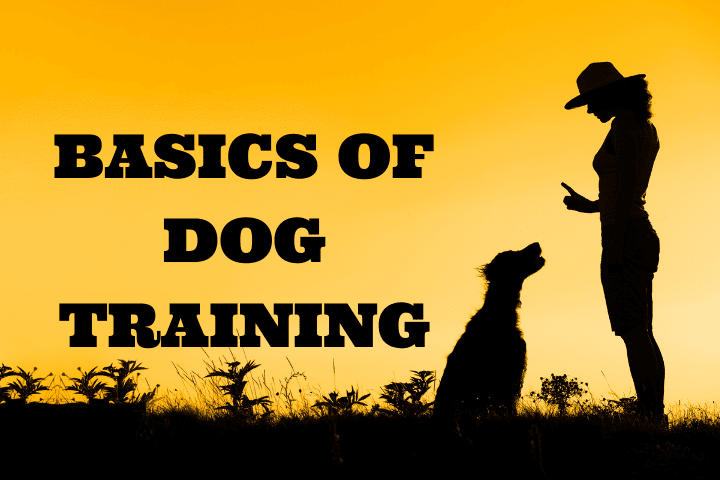 basics of dog training