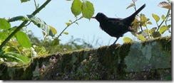 blackbird