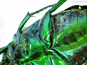 Insect under the microscope using contrast shift extended depth of focus feature at Microscope World.