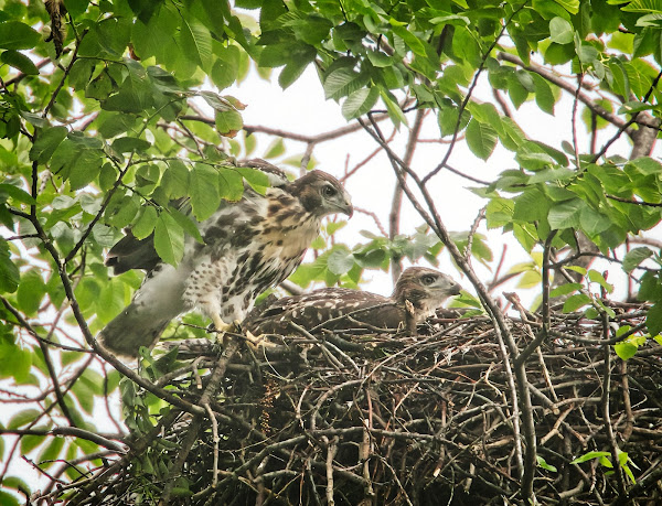 Chick hops back in the nest