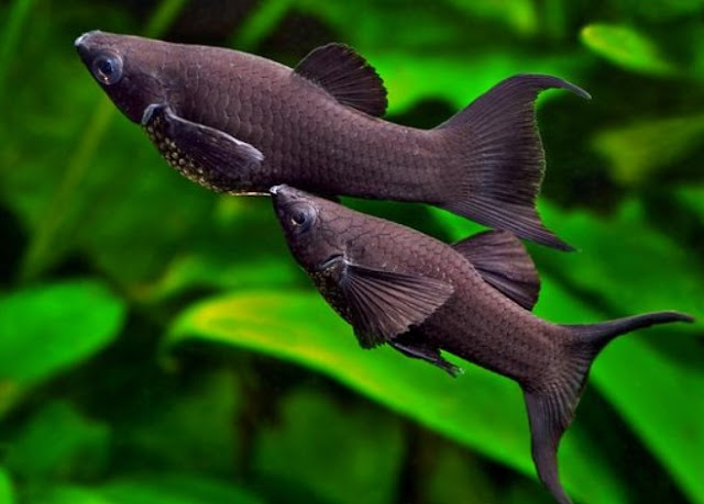 Black Sailfin Molly