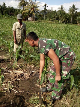 Babinsa Serka Suprapto Rawat Tanaman Jagung di Desa Siujan-ujan