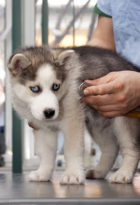 If your dog is stressed at the vet, you're not alone. The signs of stress to look for in your dog, and how to look after your dog's welfare.