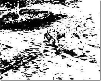 picture gestalt dalmation