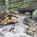 tortugas de la selva peruana