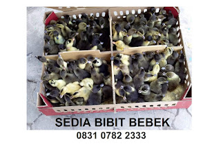 Jual Bibit DOD Bebek Hibrida Murah