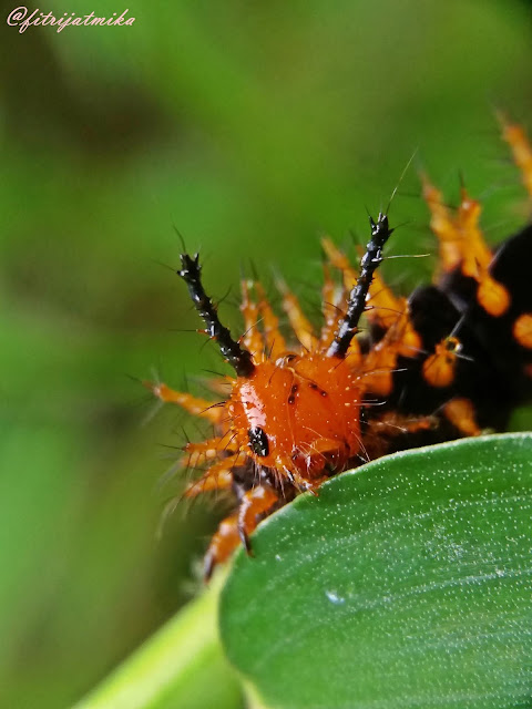 Hypolimnas bolina caterpillar