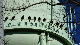 vultures on water tower, soaking up the sun