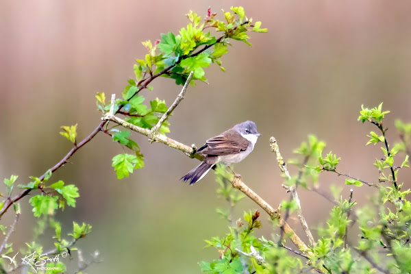 Common whitethroat