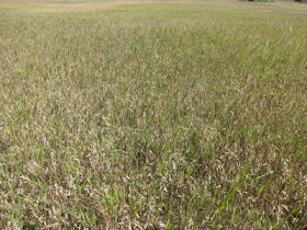 flying praying mantis over grassy field