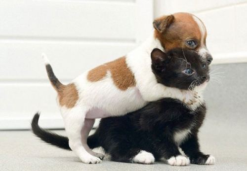 animal randos 0 Daily Awww: All kinds of animals (21 photos)