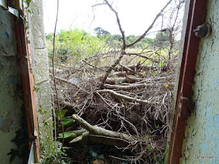 urbex-ferme-girouettes-végétation-jpg