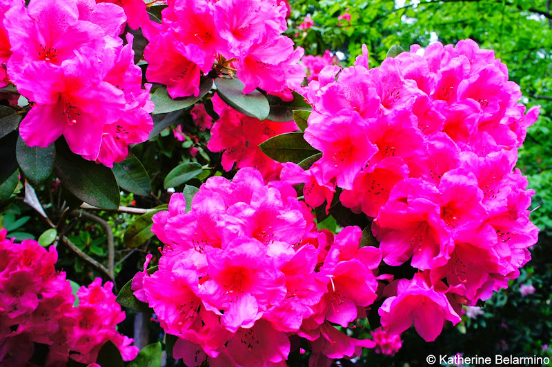 Rhododendron in Crystal Springs Rhododendron Garden Portland Oregon