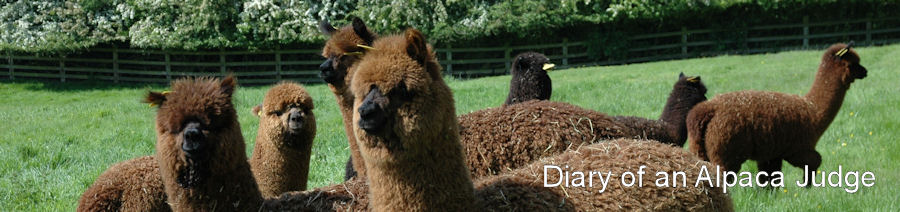 Diary of an Alpaca Judge