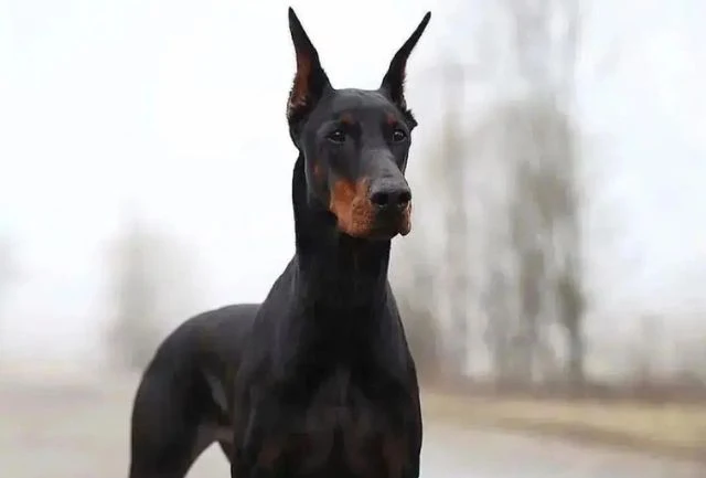 Doberman Pinscher athletic dog