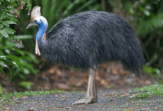 10 Contoh Hewan Aves  Beserta Gambar Dan Penjelasannya 
