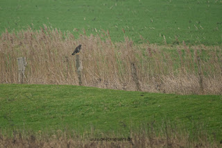 Wildlifefotografie Naturfotografie Lippeaue Olaf Kerber