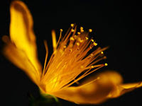 黄色い花 | 写真のイラストも商用利用できるサイトPixabay