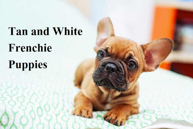 Tan and White Frenchie Puppies