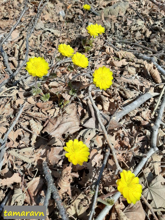 Адонис амурский (Adonis amurensis)