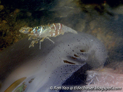 Medusa Shrimp (Latreutes anoplonyx)