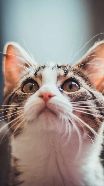 Fundo de Tela: Gato Fofo é uma imagem em alta resolução hd grátis. Este fantástico papel de parede ou Wallpaper pode ser usado para a maioria dos dispositivos móveis