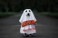 pet dressed as a ghost