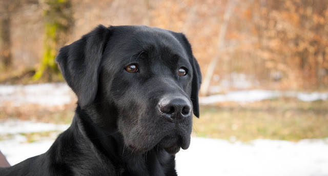 most popular dog breed Labrador Retrievers