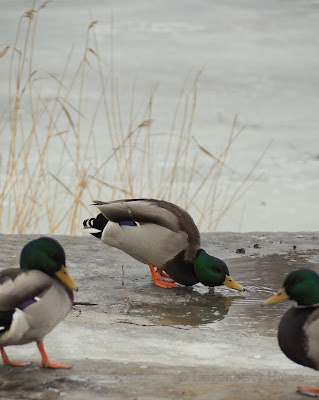 lingonberryhouse, sorsa, duck, mallard, bird, lintu